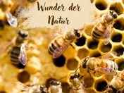 Ratgeber Bienenwachs 1  4000 x 3000 px 